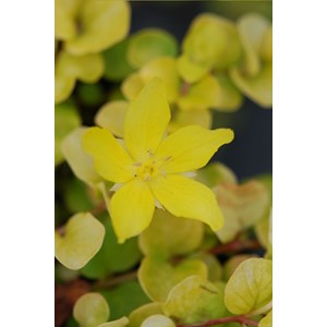 Lysimaque nummulaire aurea' taille du p