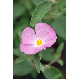 Ciste 'peggy sammons' taille du pot - en