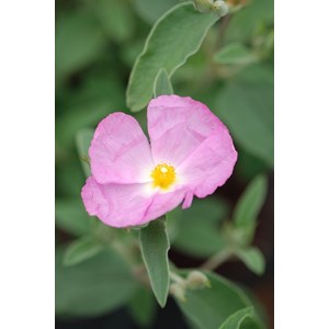 Ciste 'peggy sammons' taille du pot - en