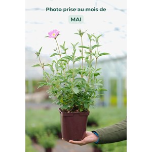 Ciste 'peggy sammons' taille du pot - en