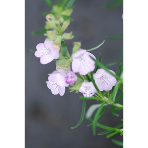 Faux romarin 'little rosie' taille du po