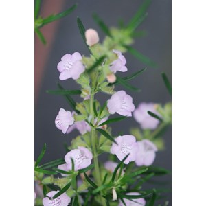 Faux romarin 'little rosie' taille du po