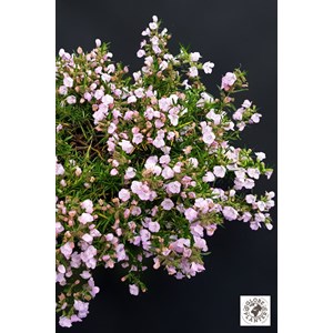 Faux romarin 'little rosie' taille du po