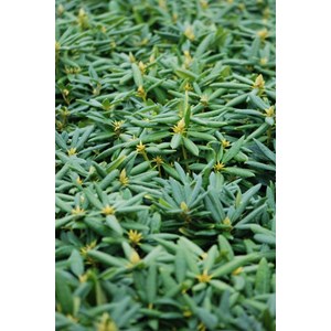 Rhododendron laguna' taille du pot - en pot de 4 litres