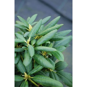 Rhododendron laguna' taille du pot - en