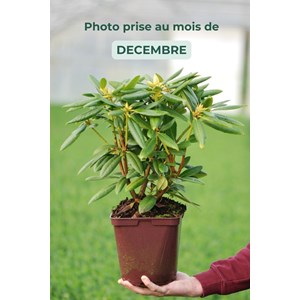 Rhododendron laguna' taille du pot - en