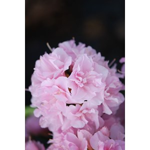 Azalée glendoick ? 'georgette' taille du pot - en pot de 3 litres