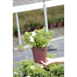 Azalée encore ? 'pure white' taille du