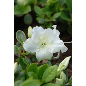Azalée encore ? 'pure white' taille du