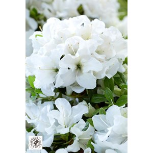 Azalée encore ? 'pure white' taille du