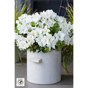 Azalée encore ? 'pure white' taille du