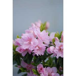 Azalée glendoick ? 'georgette' taille du pot - en pot de 3 litres