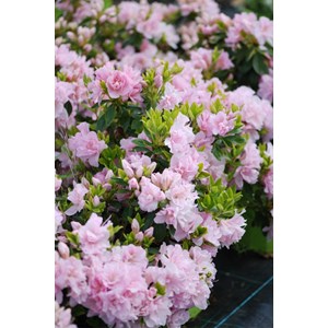 Azalée glendoick ? 'georgette' taille du pot - en pot de 3 litres