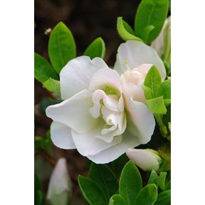 Azalée glendoick ? 'georgette' taille du pot - en pot de 3 litres