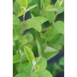 Amélanchier october flame' taille du po