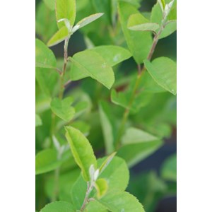 Amélanchier october flame' taille du po