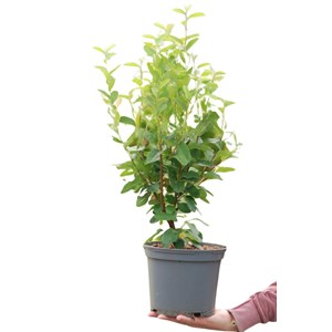 Amélanchier october flame' taille du po