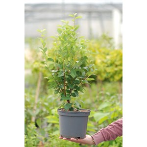 Amélanchier october flame' taille du po