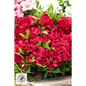 Azalée encore ? 'autumn fire' taille du