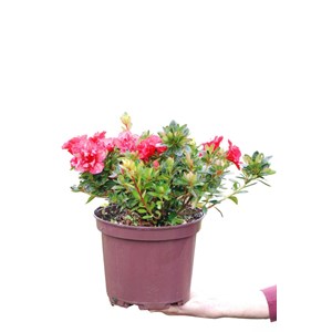 Azalée encore ? 'autumn fire' taille du pot - en pot de 7.5 litres