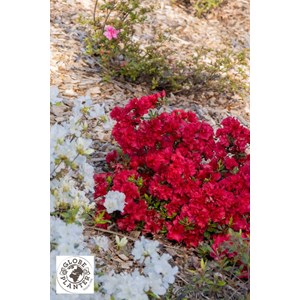 Azalée encore ? 'autumn fire' taille du pot - en pot de 7.5 litres