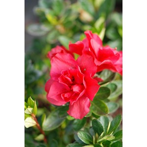 Azalée encore ? 'autumn fire' taille du pot - en pot de 3 litres