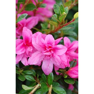 Azalée encore ? 'empress' taille du pot