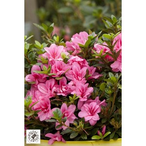 Azalée encore ? 'empress' taille du pot