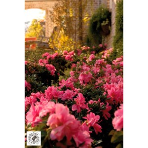 Azalée encore ? 'empress' taille du pot