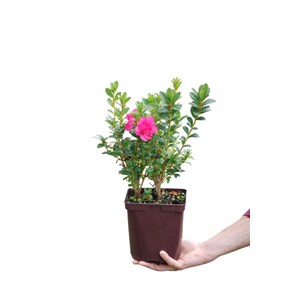 Azalée glendoick ? 'candyfloss' taille