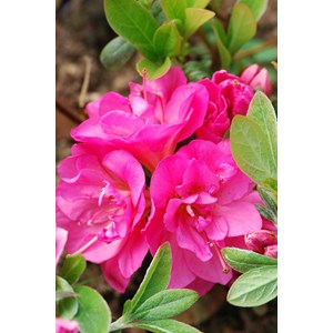 Azalée glendoick ? 'candyfloss' taille