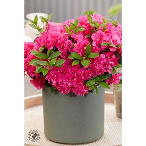 Azalée glendoick ? 'candyfloss' taille