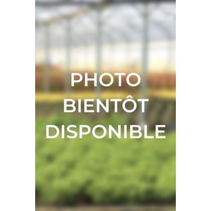 Azalée glendoick ? 'rosebud' taille du pot - en pot de 4 litres