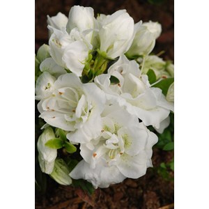 Azalée glendoick ? 'chiffon' taille du pot - en pot de 3 litres