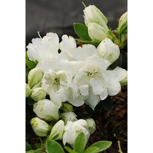 Azalée glendoick ? 'chiffon' taille du