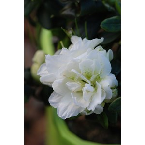 Azalée glendoick ? 'chiffon' taille du