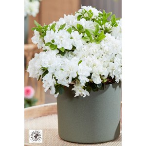 Azalée glendoick ? 'chiffon' taille du