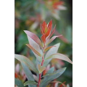 Rince bouteille 'red rocket' taille du p