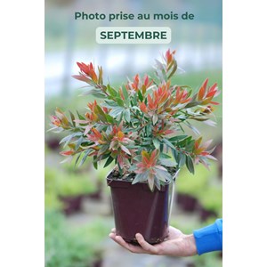 Rince bouteille 'red rocket' taille du p