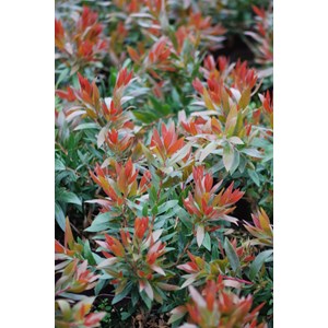 Rince bouteille 'red rocket' taille du p