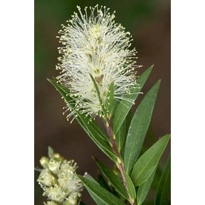 Rince-bouteille 'white' taille du pot -