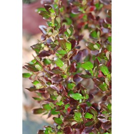 Coprosma 'pacific night' taille du pot -