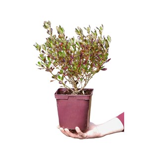 Coprosma 'pacific night' taille du pot -