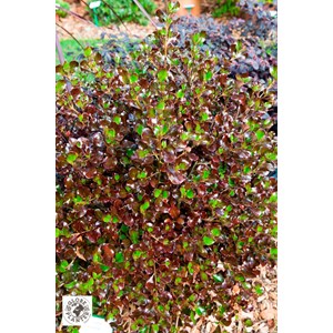 Coprosma 'pacific night' taille du pot -