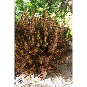 Coprosma 'pacific night' taille du pot -