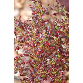 Coprosma 'pacific sunset' taille du pot