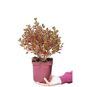 Coprosma 'pacific sunset' taille du pot