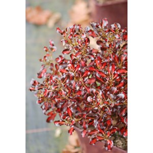 Coprosma 'pacific sunset' taille du pot