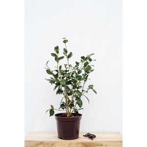 Camélia 'kimberley' taille du pot - en