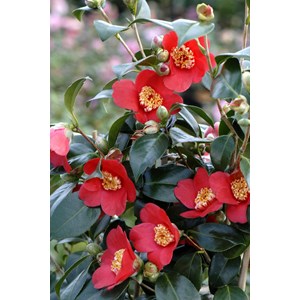 Camélia 'kimberley' taille du pot - en